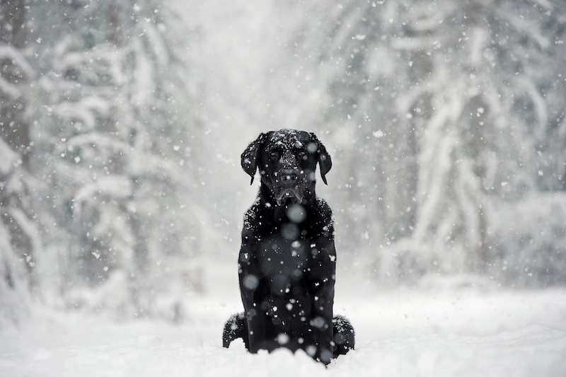 Chien dans la neige