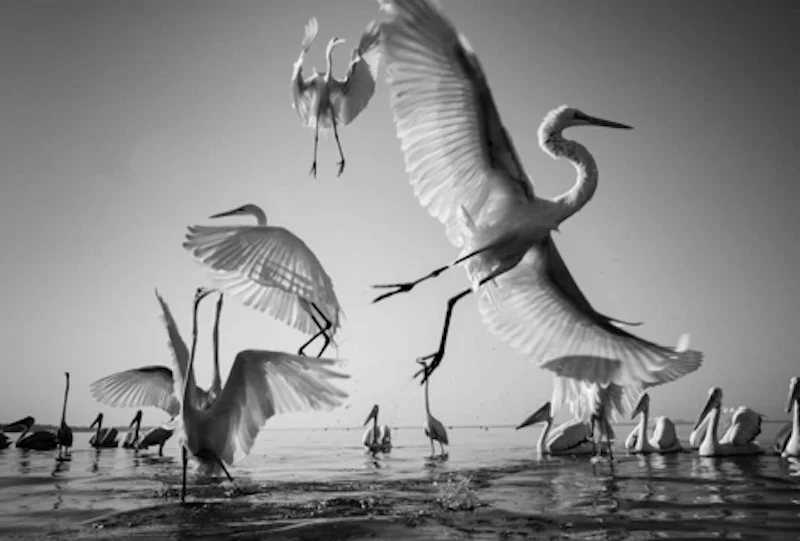 Photo poetry with emotions of birds flying