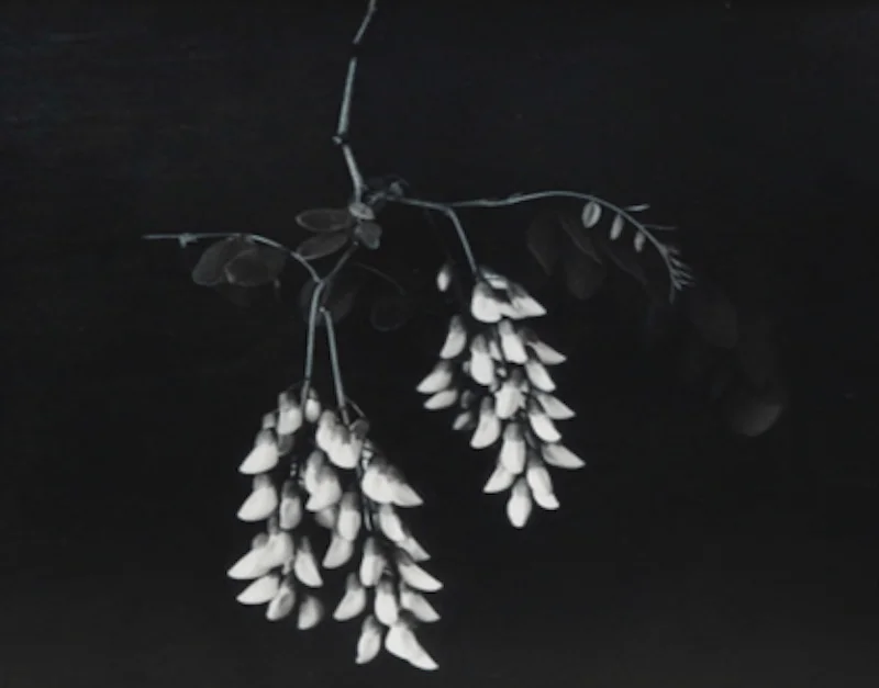 Nature picture of flowers