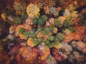 Arbres verts et marrons par Ivan Bandura via Unsplash, photographe éco-responsable