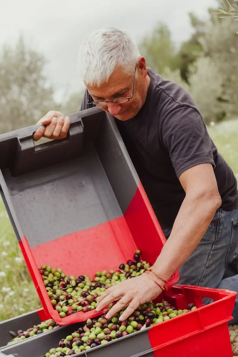 Photography of a man harvesting grapes at Domaine Clavel