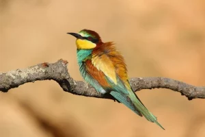 Photographie d'un Guêpier d'Europe, prise par l'Association LPO pour la biodiversité du Pic Saint Loup