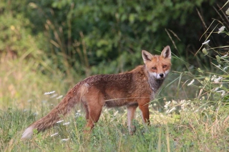 Photography of a red fox, taken by the LPO Association for the biodiversity of the Pic Saint Loup