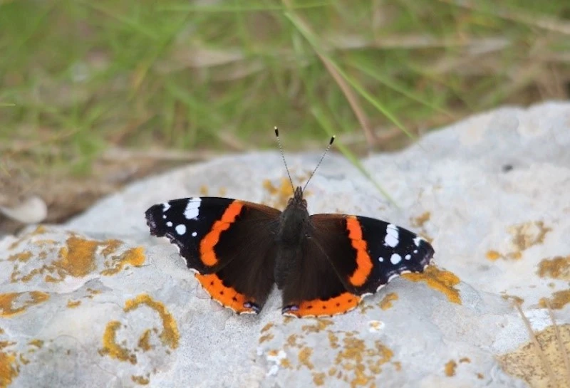 Photography of a Vulcain Butterfly, taken by the LPO Association for the biodiversity of the Pic Saint Loup