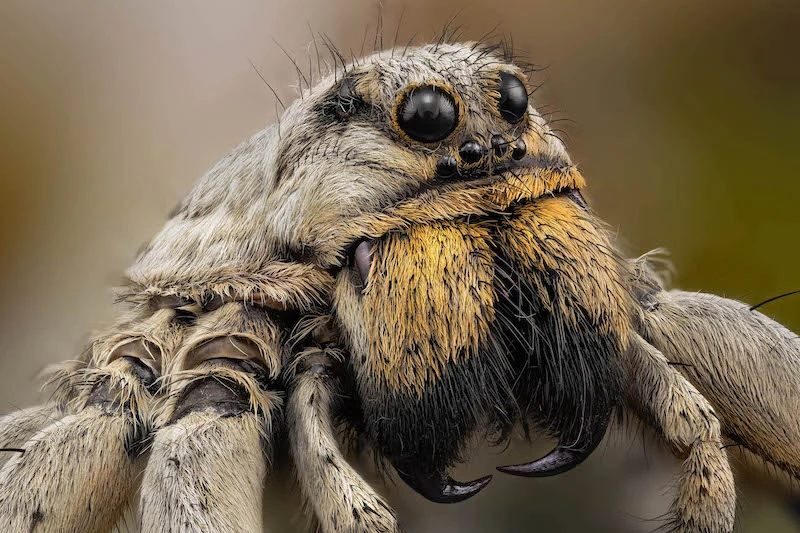 Immersion dans le monde miniature de la macrophotographie avec Javier Rupérez 02