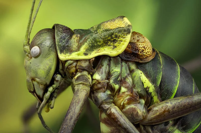 Immersion in the Miniature World of Macro Photography with Javier Rupérez 03