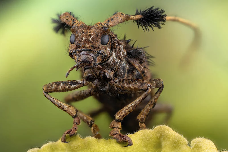 Immersion in the Miniature World of Macro Photography with Javier Rupérez 06